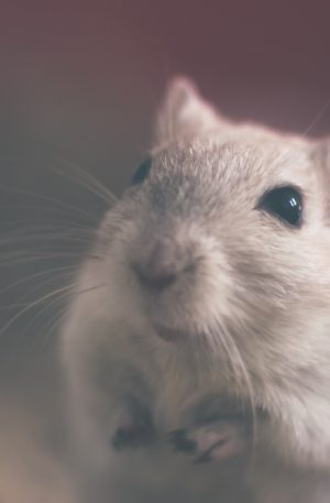 Conte thérapeutique – Lali la petite souris
